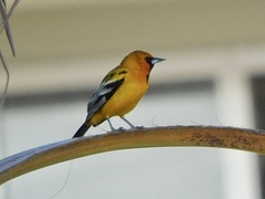 Icterus pustulatus