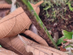 Niphidium crassifolium