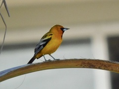 Icterus pustulatus