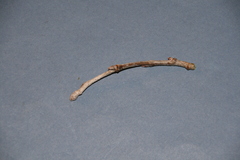 Populus
