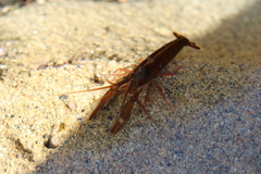 Betaeus longidactylus