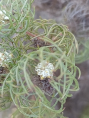 Serruria inconspicua