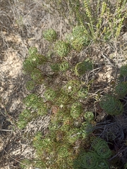 Serruria inconspicua