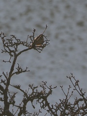 Turdus viscivorus