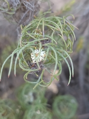 Serruria inconspicua