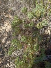 Serruria inconspicua