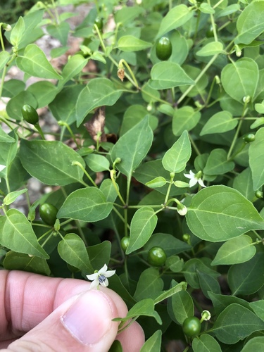 Capsicum annuum