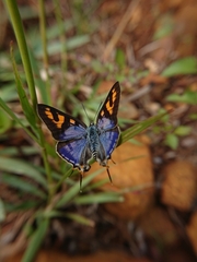 Cigaritis natalensis