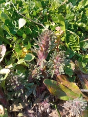 Ajuga chamaepitys chia