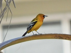 Icterus pustulatus