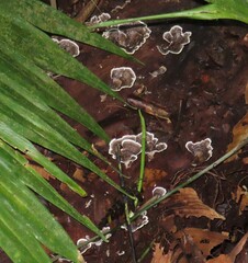 Trametes menziesii