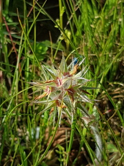 Trifolium stellatum