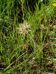 Trifolium stellatum