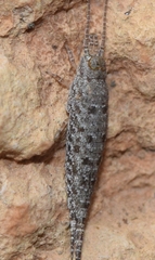 Machilinus rupestris