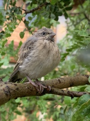 Crithagra atrogularis