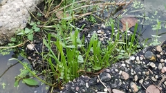 Lilaeopsis carolinensis