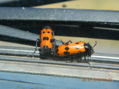 Mylabris quadripunctata