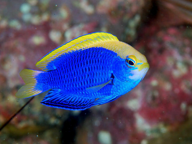 Starck's Damselfish