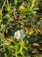Plagiobothrys nothofulvus