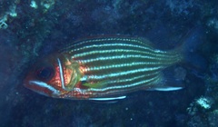 Sargocentron hastatum