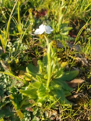 Plagiobothrys nothofulvus