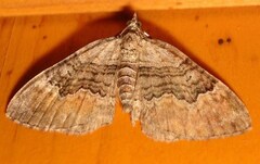 Xanthorhoe quadrifasiata