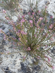 Erica articularis