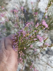 Erica articularis