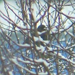 Turdus merula