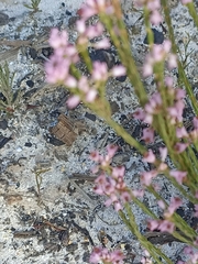 Erica articularis