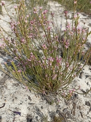 Erica articularis