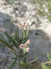 Lachnospermum umbellatum