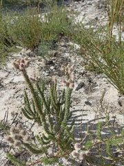 Lachnospermum umbellatum