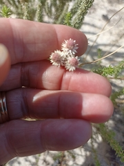 Lachnospermum umbellatum