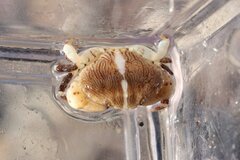 Cycloxanthops novemdentatus