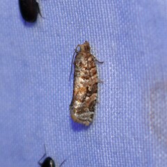 Argyrotaenia tabulana