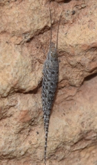 Machilinus rupestris