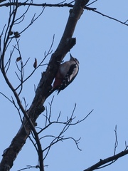 Dendrocopos major