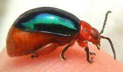 Kuschelina gibbitarsa