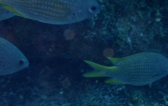 Chromis lubbocki