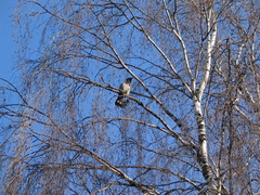 Corvus cornix