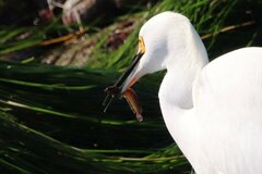 Paraclinus integripinnis