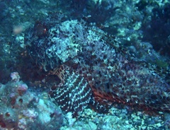 Scorpaena laevis