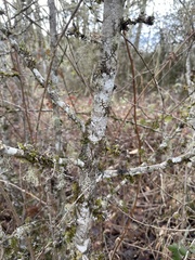 Quercus garryana