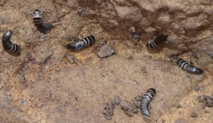 Lepisma baeticum