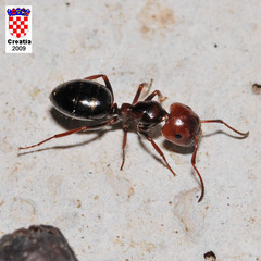 Camponotus lateralis