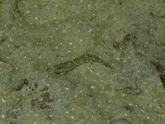 Blenniidae