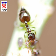 Crematogaster sordidula