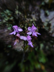 Cynorkis kassneriana