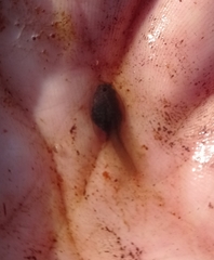 Discoglossus galganoi